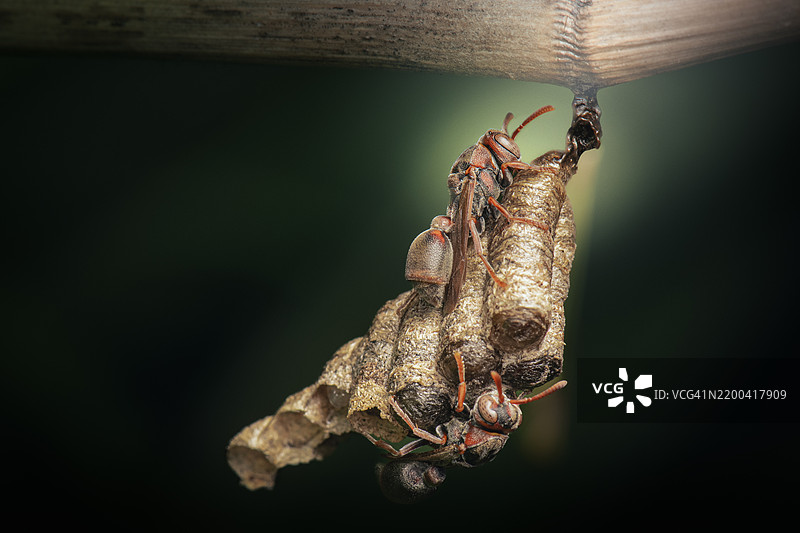 澳大利亚木头上的昆虫特写图片素材