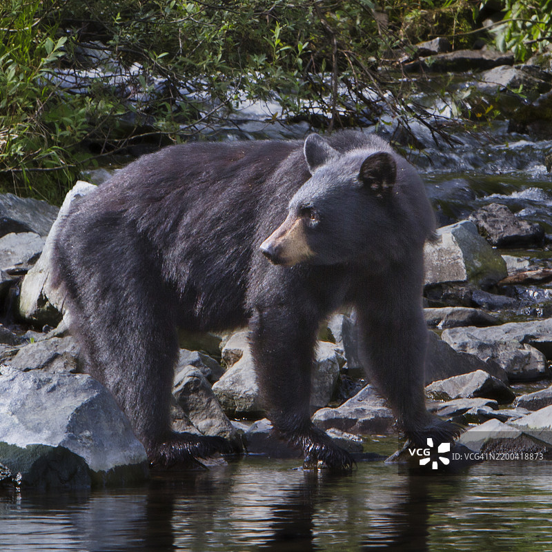 阿拉斯加，美国，侧面视角的美洲黑熊站在湖中图片素材