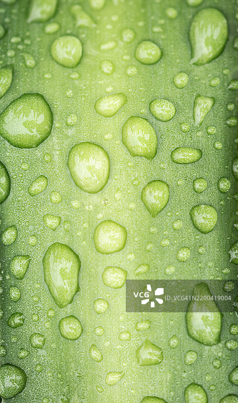 湿润叶子的全景拍摄图片素材