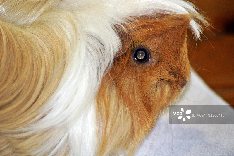 兔子的特写镜头图片素材