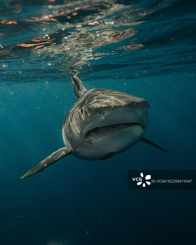 海中游动的鲨鱼特写图片素材