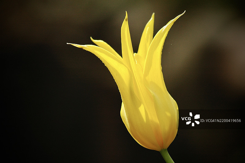 黄色花朵的特写镜头图片素材