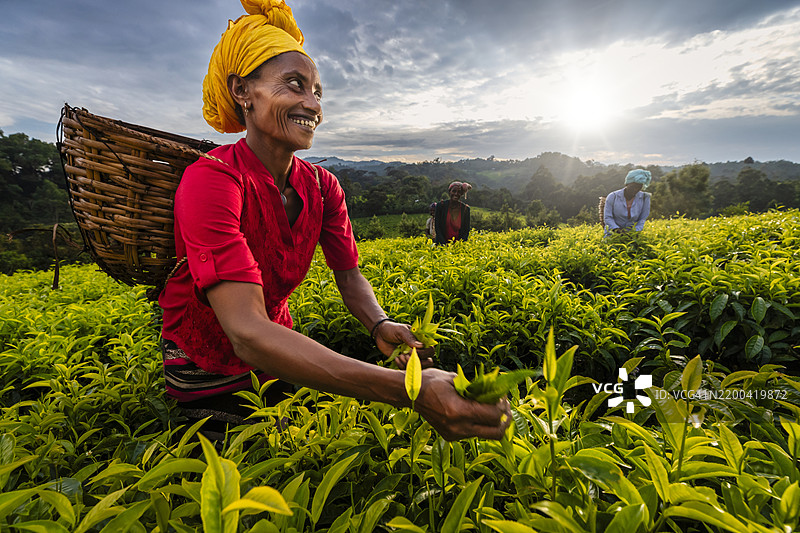 东非茶园中非洲女性采摘茶叶图片素材