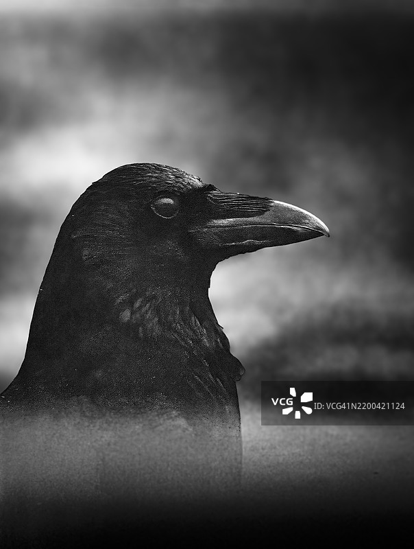 企鹅的特写镜头图片素材