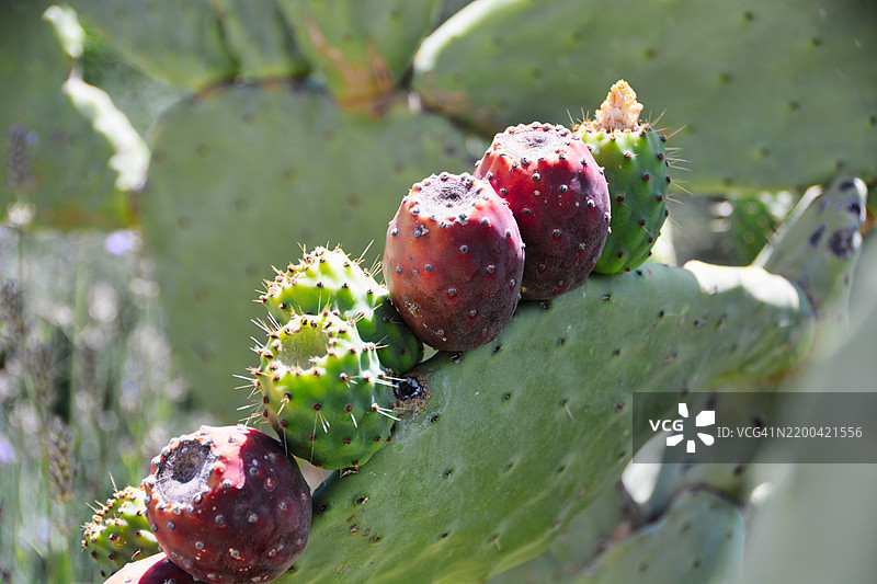 仙人掌特写镜头图片素材