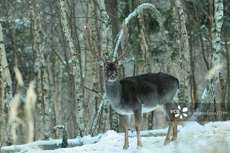 森林中站立的鹿的肖像图片素材