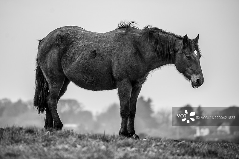 侧面视图的野马在天空下的田野上站立图片素材
