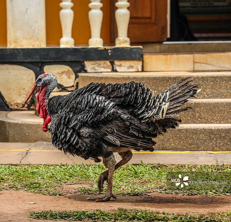 火鸡在台阶上的特写镜头图片素材