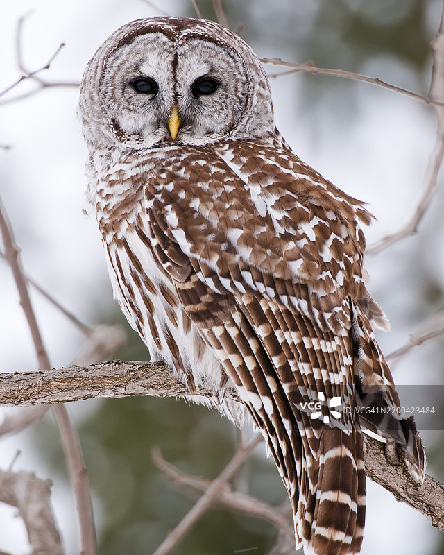 栖息在树枝上的条纹褐鸮特写镜头图片素材
