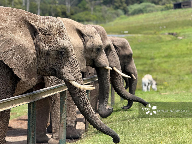 大象的特写镜头图片素材