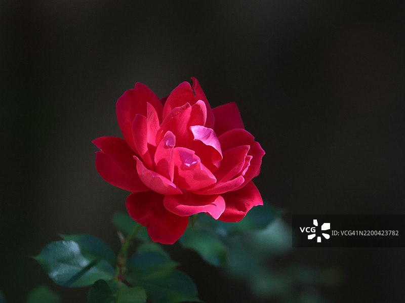 粉红色玫瑰特写，圣罗莎，加利福尼亚州，美国图片素材