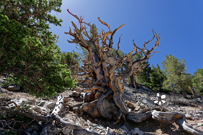 我在大盆地国家公园发现了一年四季的冒险，每次只需一天。图片素材