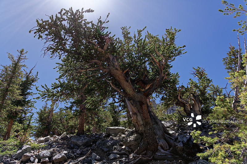 在寻找大自然中的野生事物，内华达州大盆地国家公园，美国图片素材