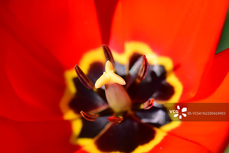 红色花朵的特写镜头图片素材