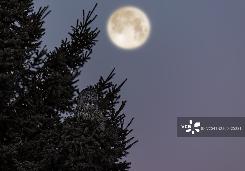 夜幕降临的大灰 owl图片素材
