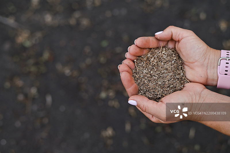 手握种子的特写镜头图片素材