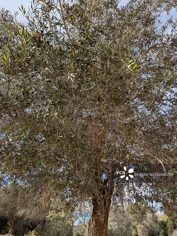 内盖夫沙漠中的橄榄树，基布兹斯德博克尔图片素材