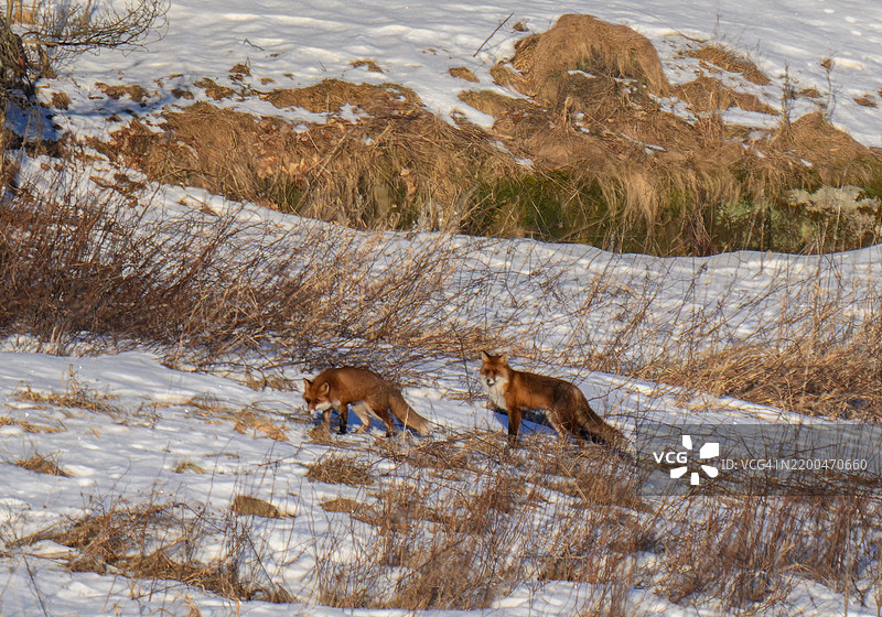 雄性狐狸非常专注，留意着每一个小声音——这两只狐狸正走在雪地上。图片素材