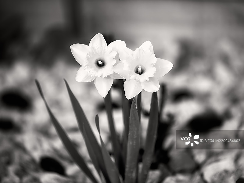 单色水仙花图片素材