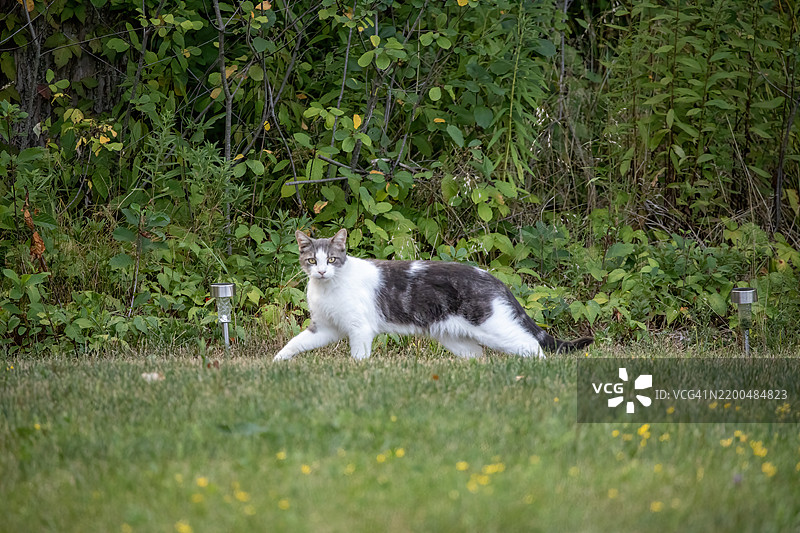 后院里的猫图片素材