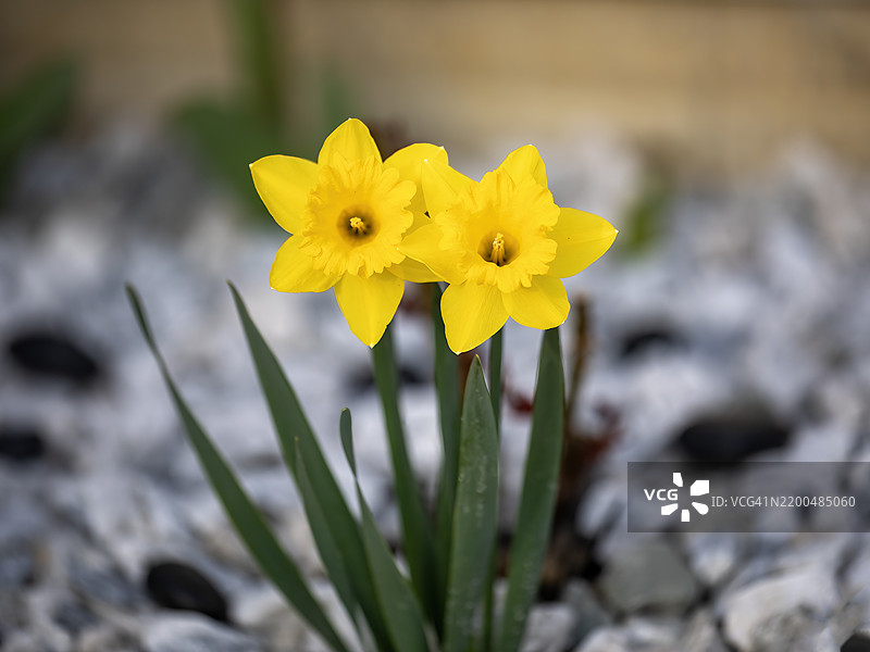 水仙花作为庭院装饰图片素材