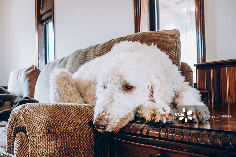 舒适的白色贵宾犬在乡村风格的客厅里放松，毛茸茸的白狗懒洋洋地躺在棕色沙发上，头靠在木制边桌上。室内氛围温暖，体现了放松的感觉。图片素材