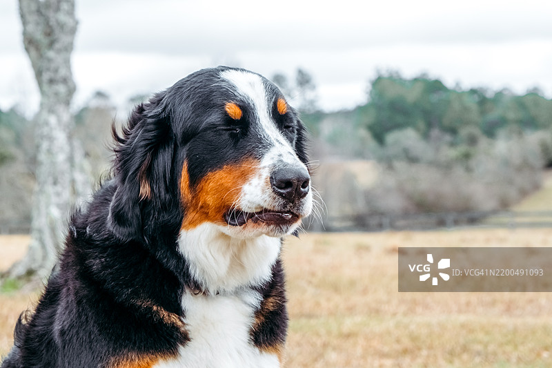 宁静的伯恩山犬在宁静的户外风景中。宠物概念。图片素材