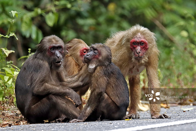 特写成年树尾猕猴，低角度视图，正面拍摄，坐着吃种子，背景为热带雨林图片素材