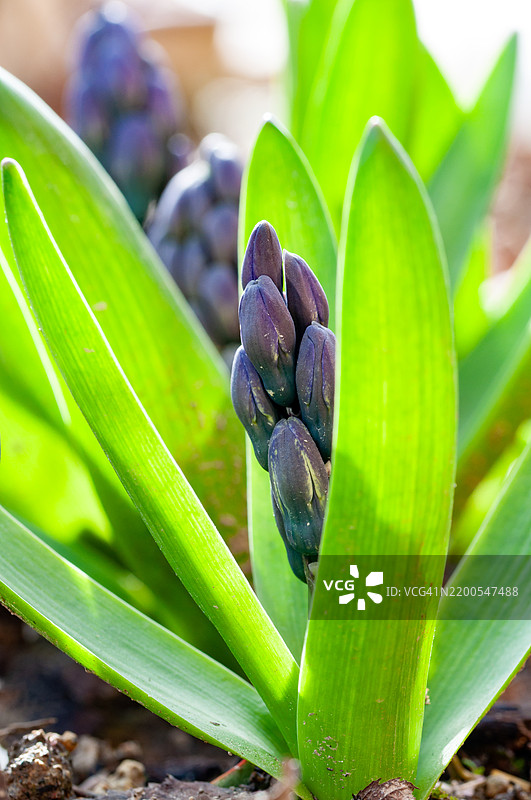 风信子在生长阶段的芽图片素材