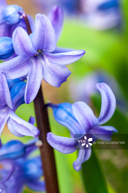 蓝色风信子特写，柔和的光线下绽放图片素材
