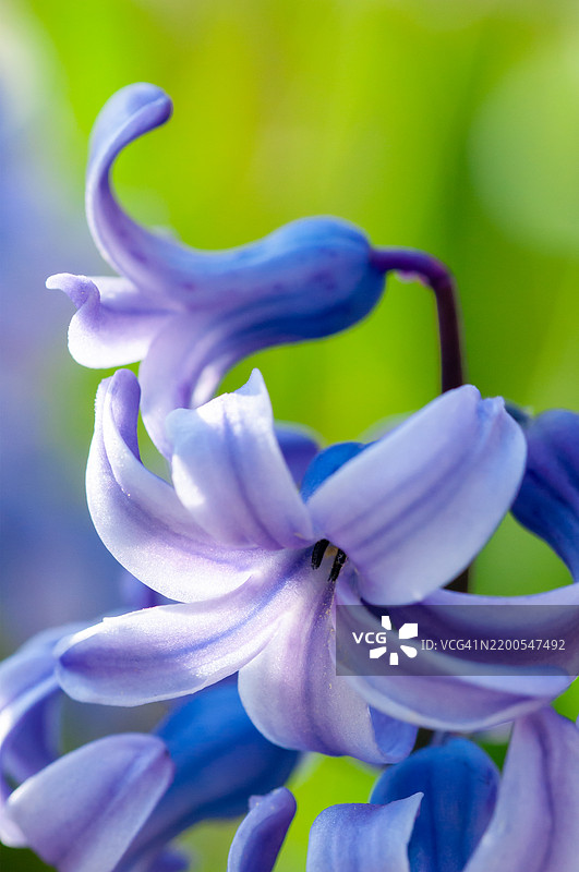 蓝色风信子特写，柔和的光线下绽放图片素材
