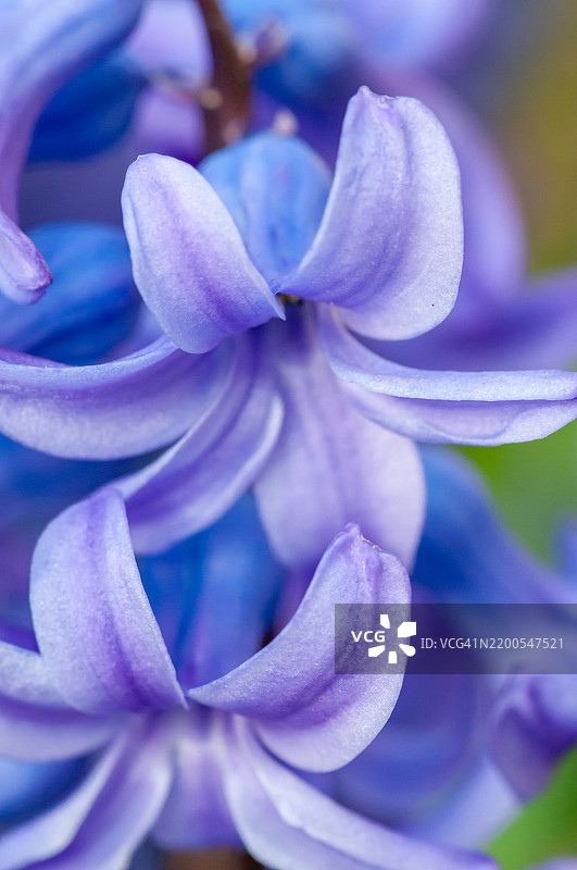 蓝色风信子特写，柔和的光线下绽放图片素材