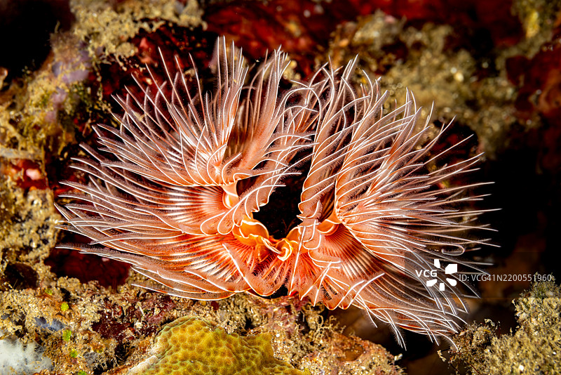 花边美丽，红色扇虫 Protula bispiralis，伦贝湾，印度尼西亚图片素材