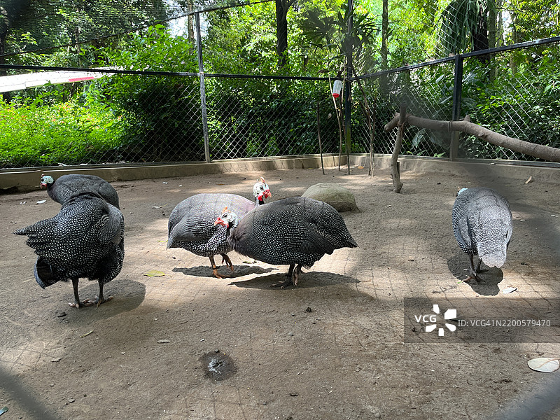 头盔珍珠鸡在围栏内图片素材