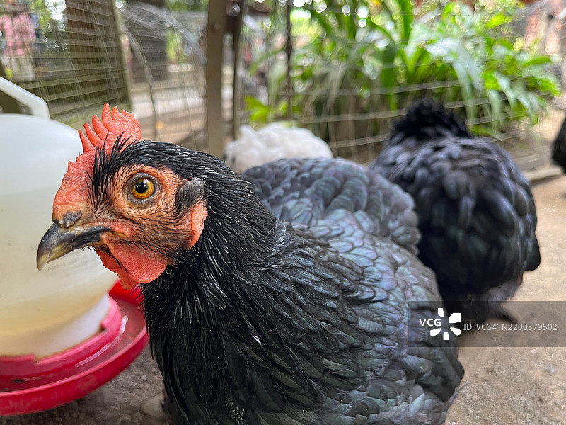 农场里黑色鸡的特写镜头图片素材