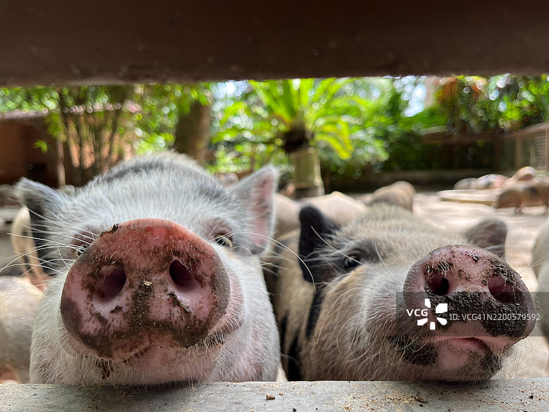 两只好奇的小猪透过农场的木栅栏探头张望图片素材