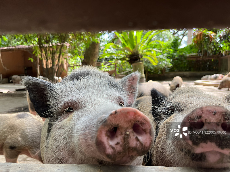 两只好奇的小猪透过农场的木栅栏探头张望图片素材