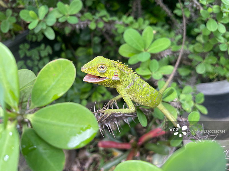 变色龙在树枝上伪装图片素材