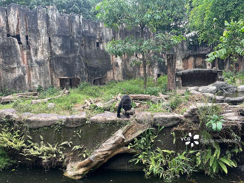 好奇的太阳熊或蜜熊在探索它的自然栖息地图片素材