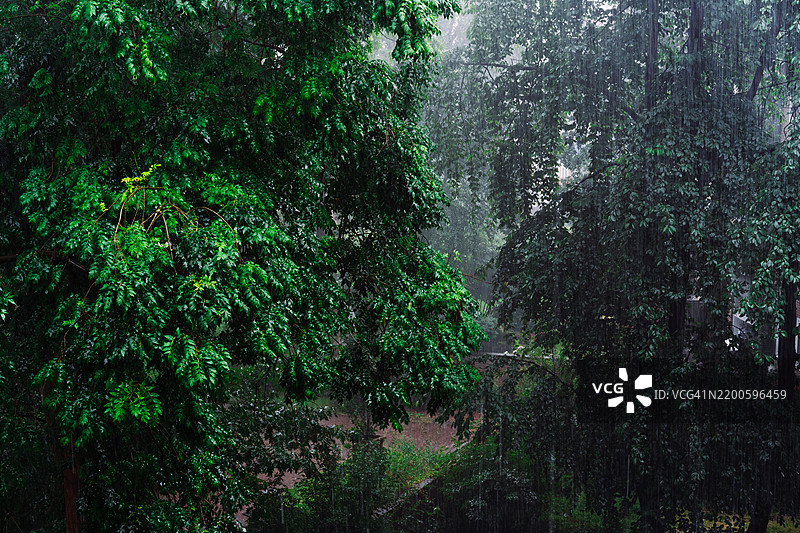 浓密的绿色森林树木在大雨中被自然环境捕捉到图片素材