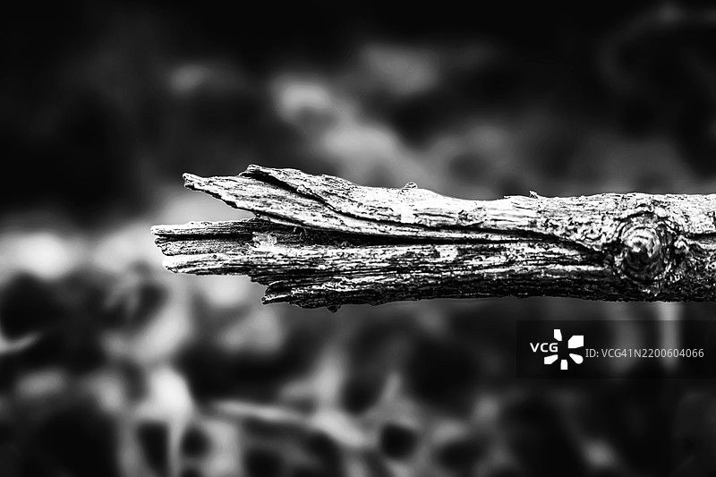 自然的细节：折断的树枝图片素材