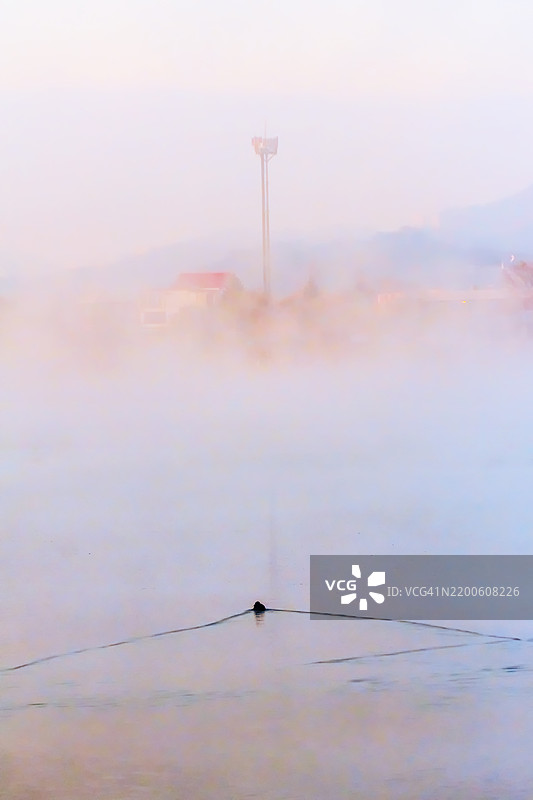 雾蒙蒙的早晨，一只鸭子在平静的水面上游泳图片素材