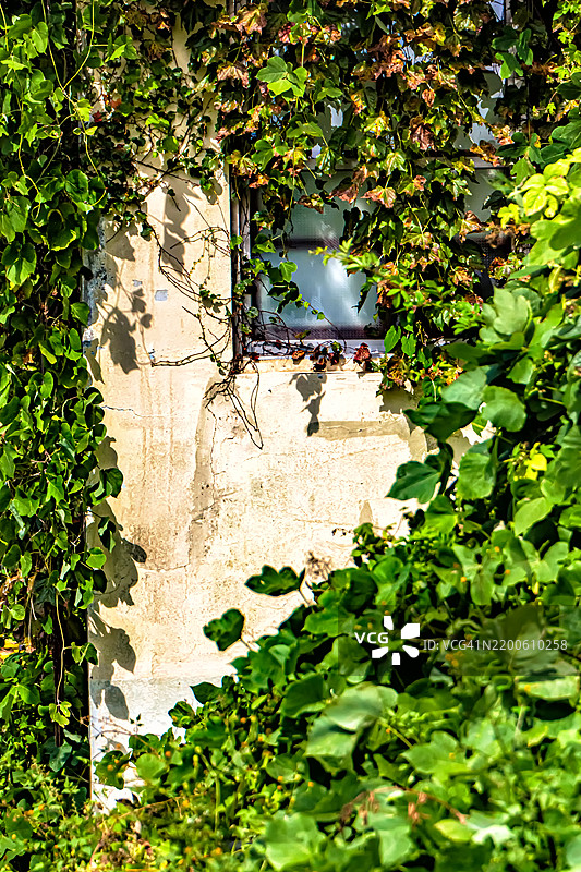 长满爬藤植物的墙壁图片素材