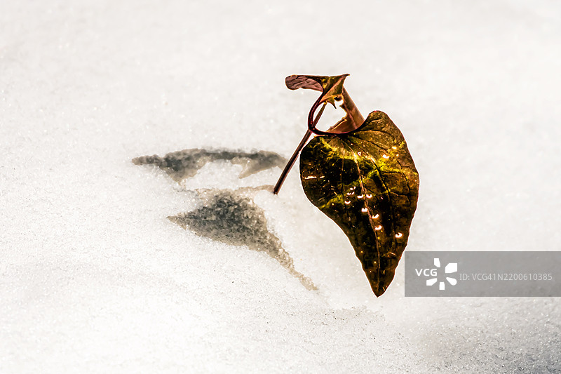 雪地上的孤独叶子图片素材