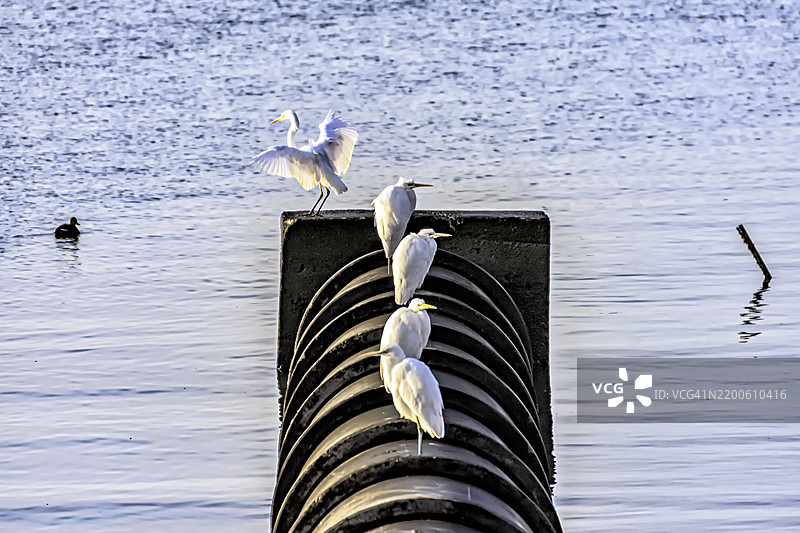 白鹭栖息在圆柱形结构上图片素材