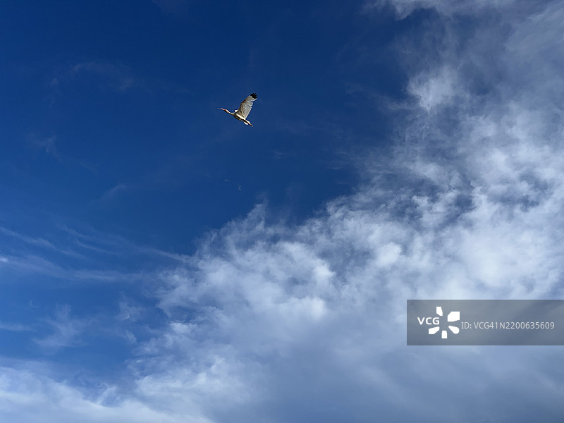 苍鹭在云层和蓝天中飞翔。图片素材