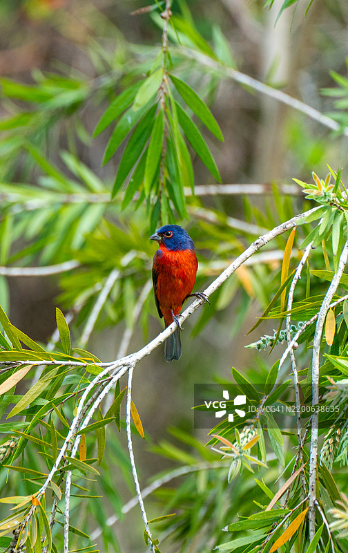 佛罗里达州奥兰多市中心以北的冬季公园梅德植物园公共公园中的雄性彩雀栖息在瓶刷树上图片素材