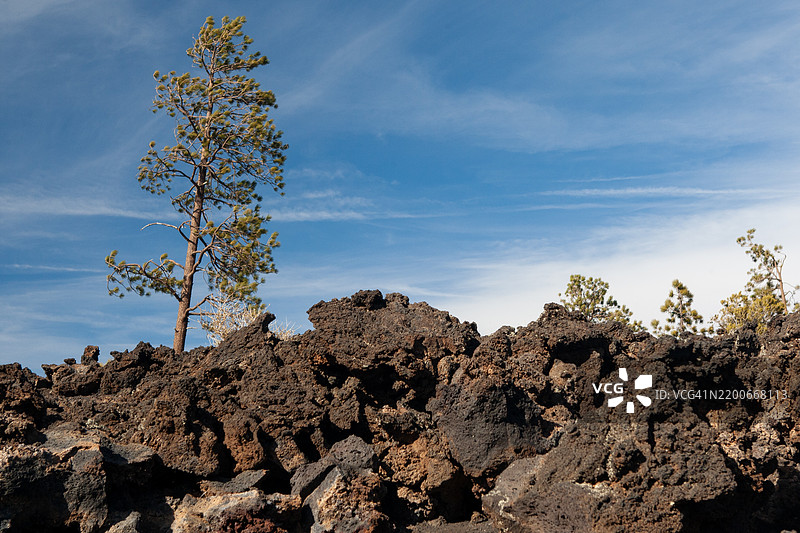 在日落火山国家纪念碑的熔岩岩石间探出的树木图片素材
