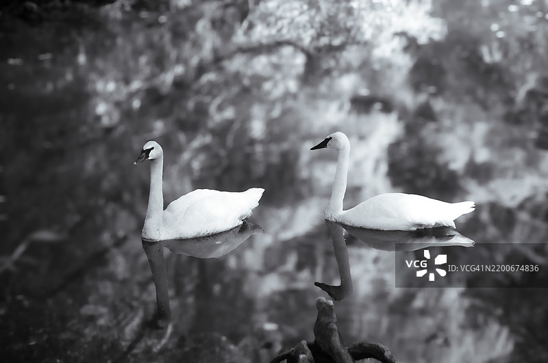 天鹅在湖中游泳的特写，诺克斯维尔，田纳西州，美国图片素材