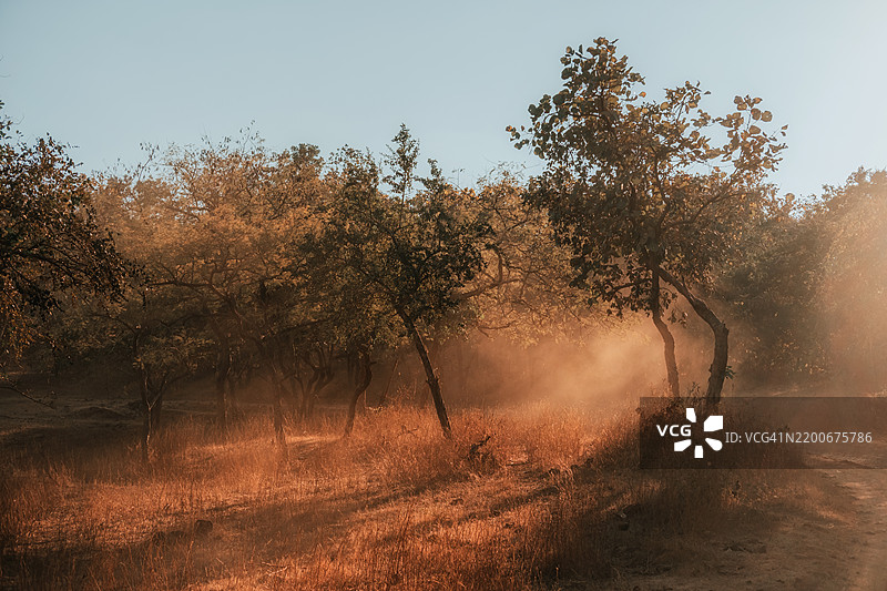 萨桑吉尔荒野中的金色光辉图片素材